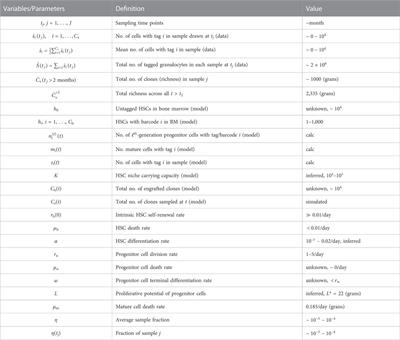 Clonal abundance patterns in hematopoiesis: Mathematical modeling and parameter estimation